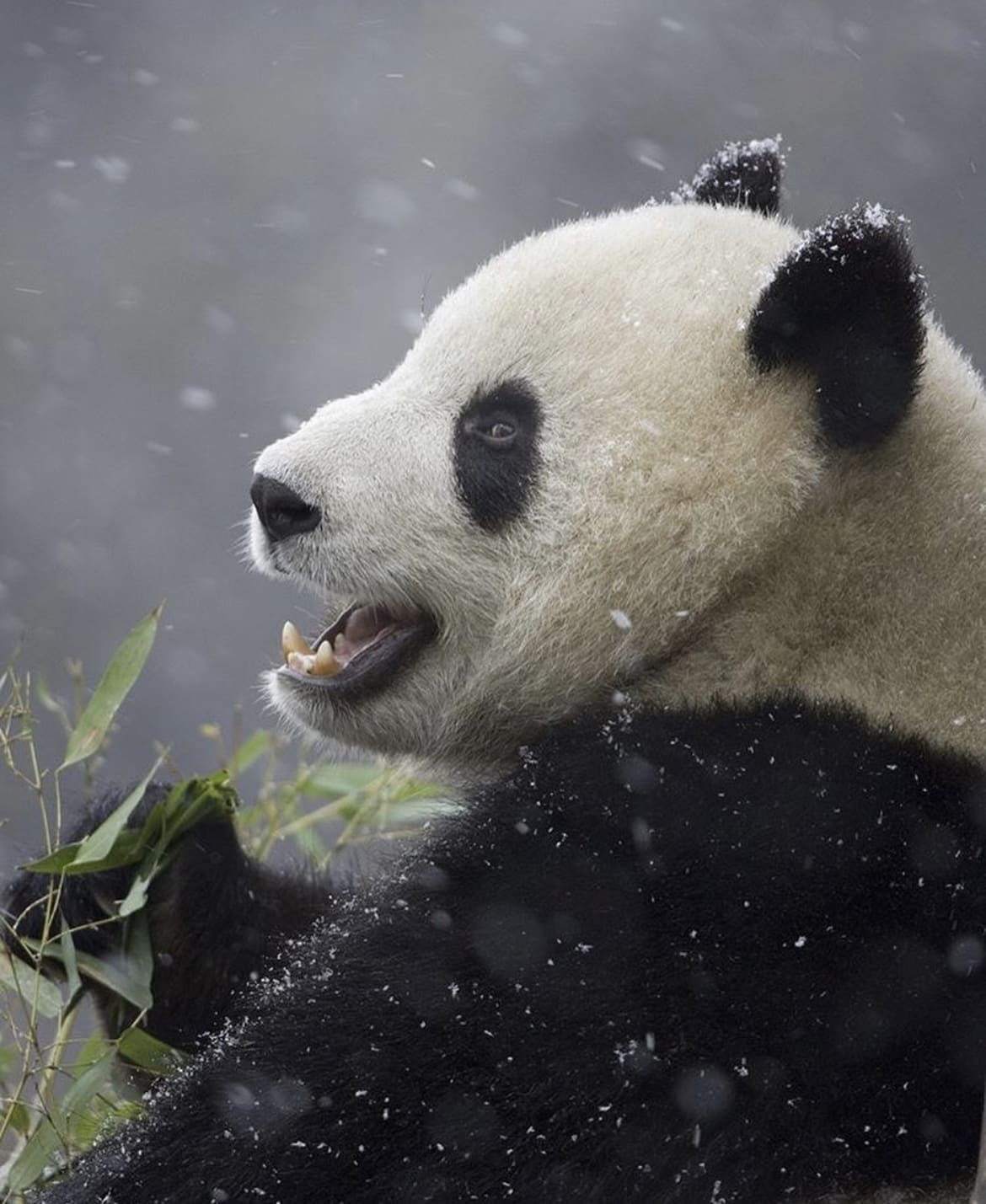 Wildlife in china